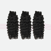 Burmese Exotic Curl